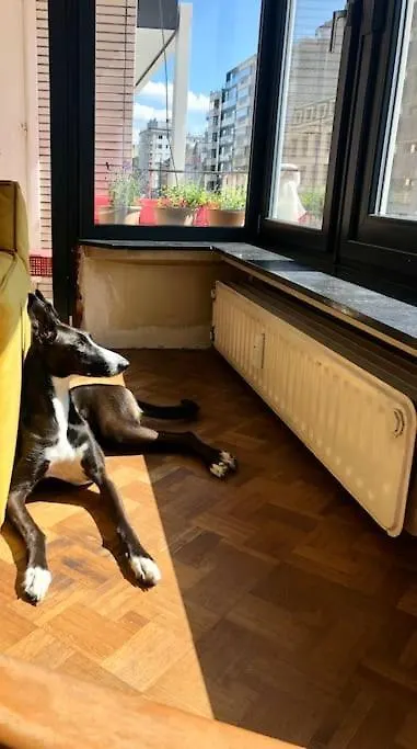 Jaren 60 Appartement Op Boogscheut Van De Zee Ostende